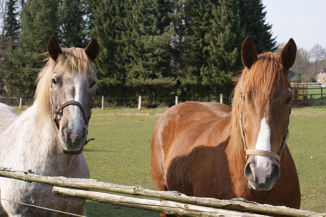 Landgasthaus Zum Naturschutzpark Bispingen Kültér fotó