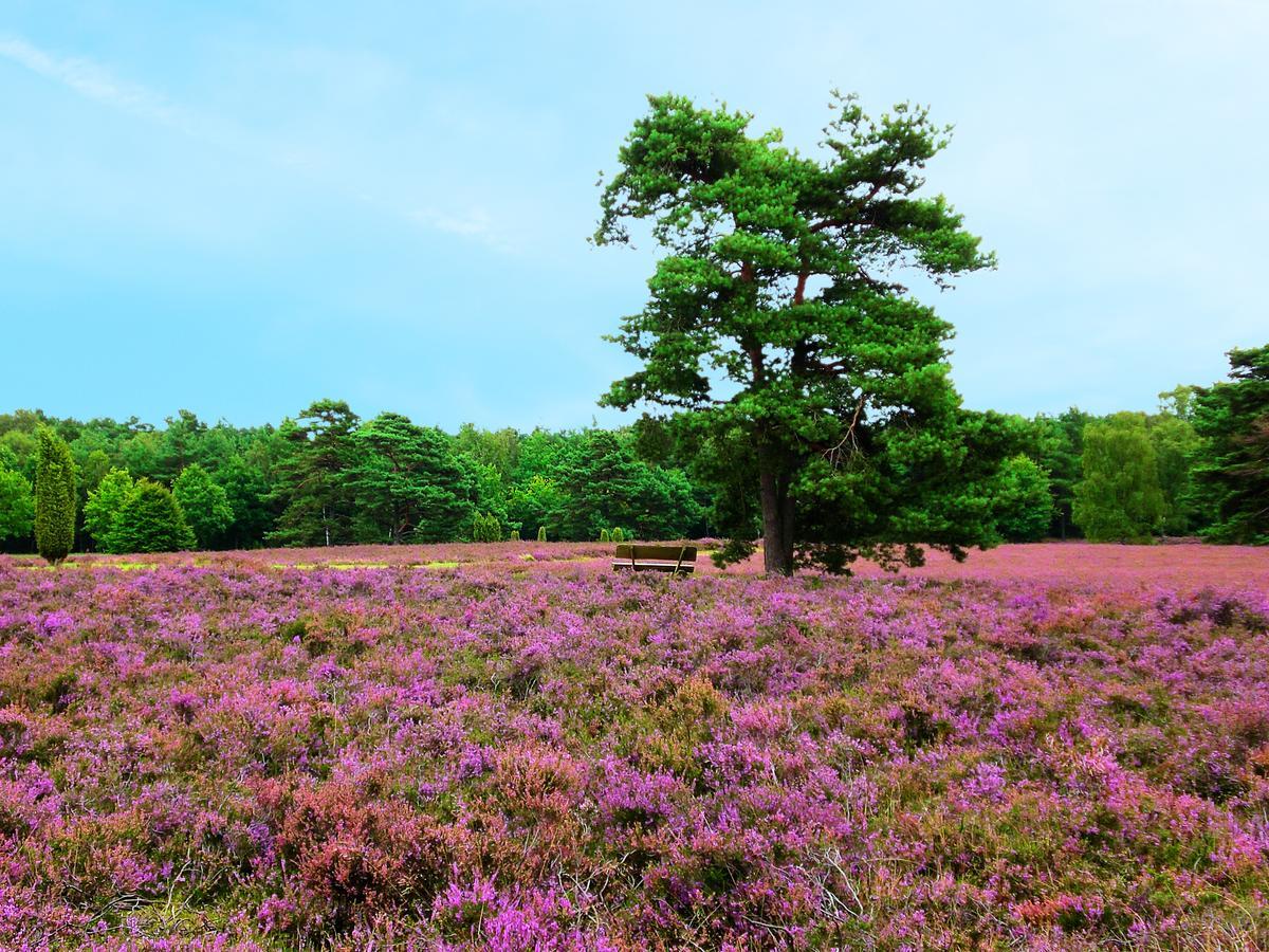 Landgasthaus Zum Naturschutzpark Bispingen Kültér fotó
