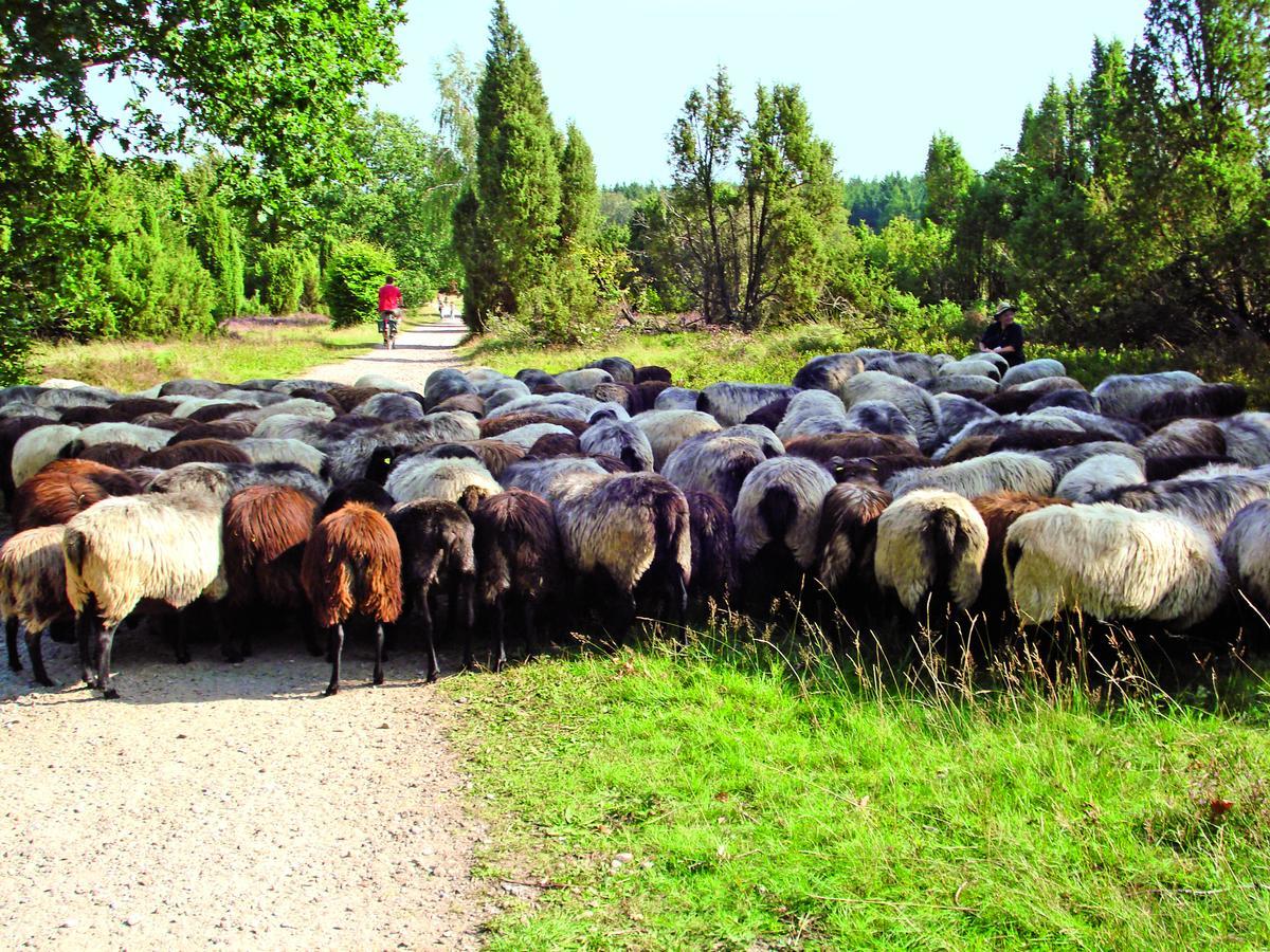 Landgasthaus Zum Naturschutzpark Bispingen Kültér fotó